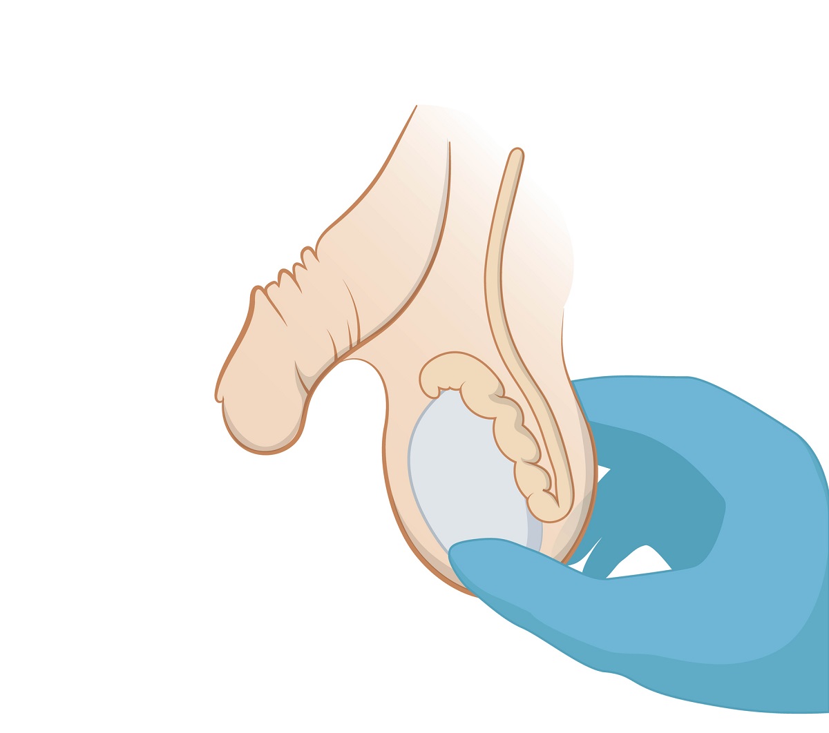 Examen des testicules par palpation